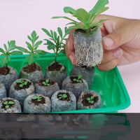 Gardening Tools Succulent Gardening Supplies Set for Planting Flowers Green Plants Succulents